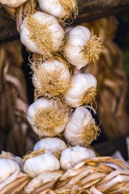 Grup içinde bağlı sarımsak ampuller