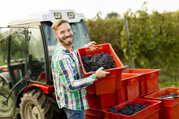 Чоловік збирає виноград у винограднику — стокове фото