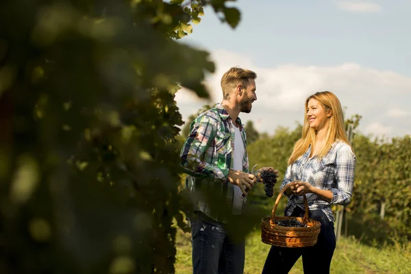 Пара урожая винограда в винограднике — стоковое фото