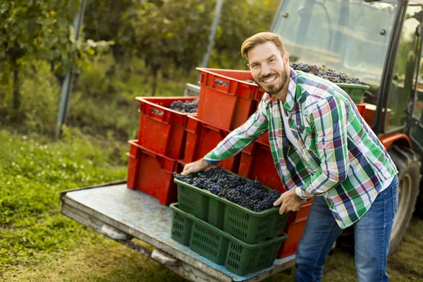 Чоловік збирає виноград у винограднику — стокове фото