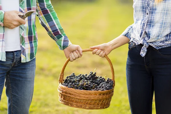 Casal com cesta cheia de uvas — Fotografia de Stock