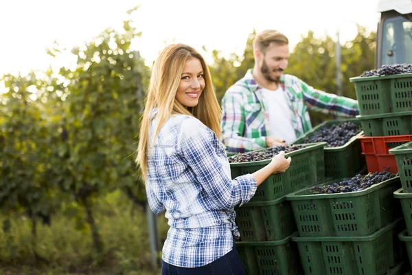 Colheita de uvas em vinha — Fotografia de Stock