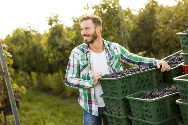 Man harvesting grapes in vineyard — Stock Photo, Image