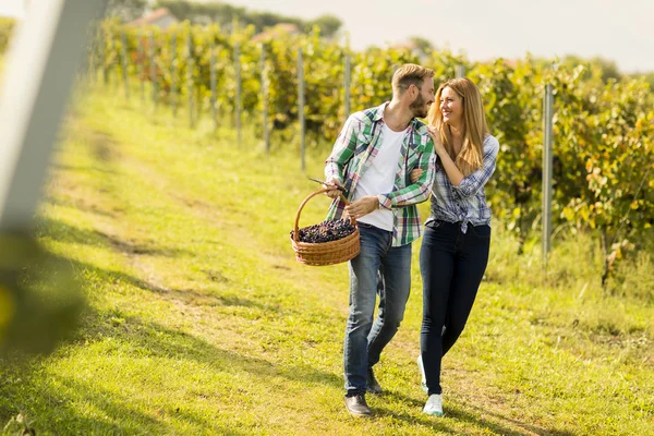 Paar erntet Trauben im Weinberg — Stockfoto