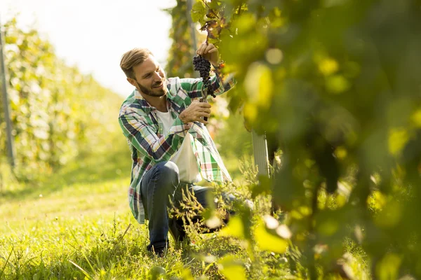 Jonge boer in een wijngaard — Stockfoto