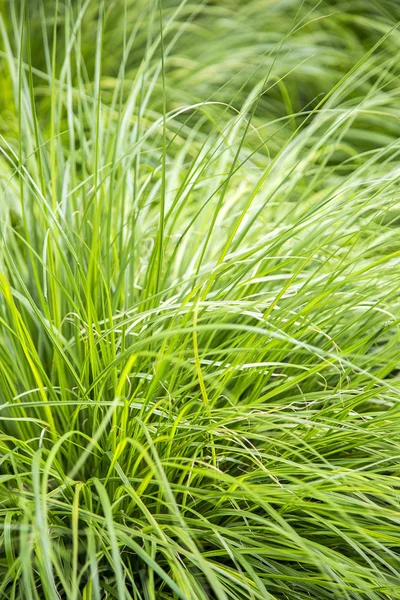Lush green grass — Stock Photo, Image