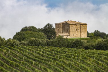 Montalcino kırsal Toskana yakınındaki üzüm bağı