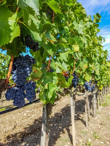 Rode druiven in de wijngaard — Stockfoto