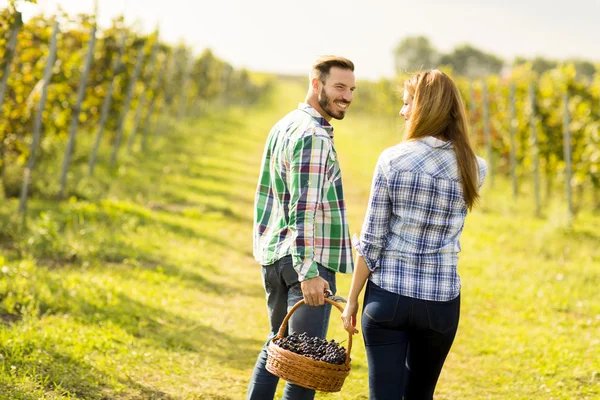 Pareja vendimiando uvas en viñedo —  Fotos de Stock