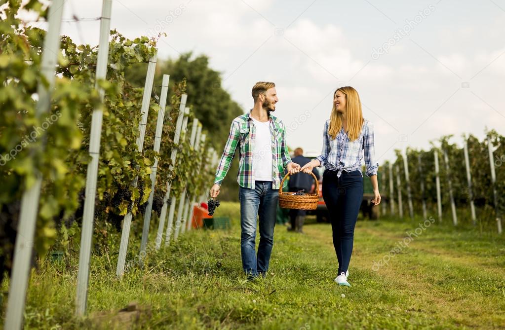 Couple harvesting grapes in vineyard