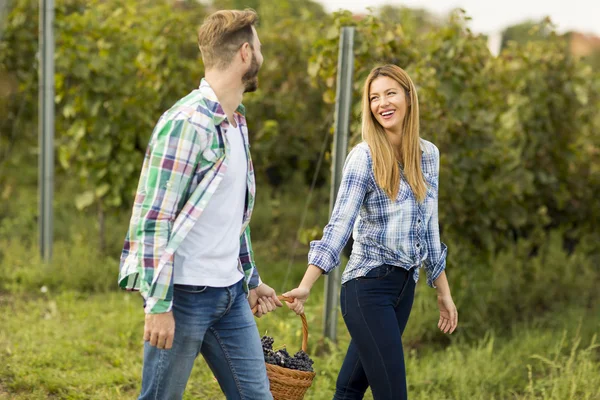 Casal Colheita de Uvas Em Vinhedo — Fotografia de Stock