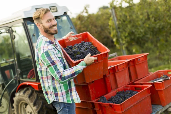Man harvesting grapes in vineyard — Stock Photo, Image