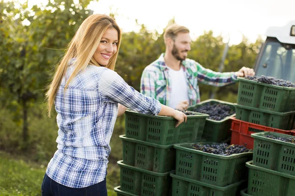 Grape harvesting in vineyard — Stock Photo, Image