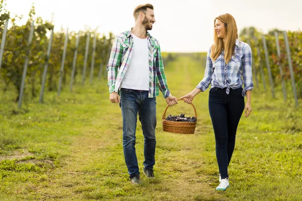 Paar oogsten van druiven in wijngaard — Stockfoto