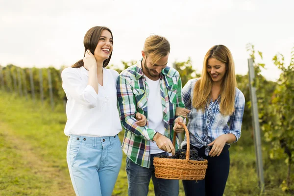 People in vineyard with grapes — Stock Photo, Image