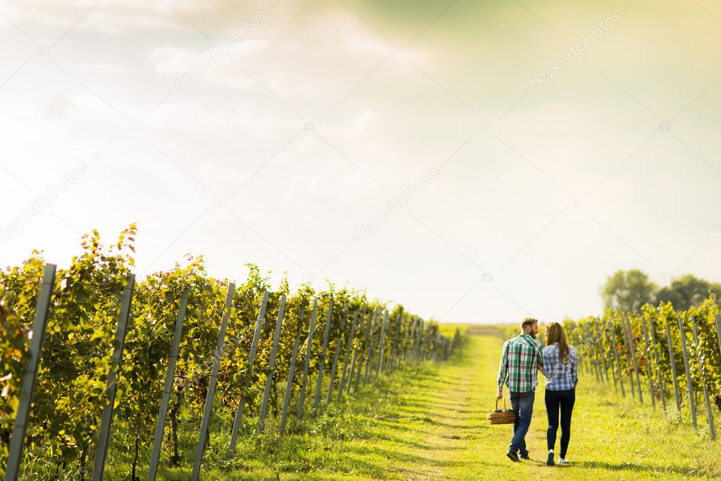 Couple harvesting grapes in vineyard