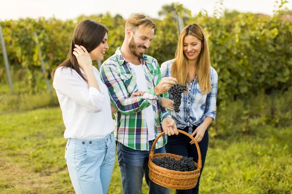 Mensen in de wijngaard met druiven — Stockfoto