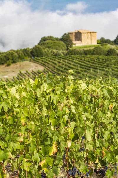 Winnicy w pobliżu Montalcino w wiejskiej okolicy w Toskanii — Zdjęcie stockowe