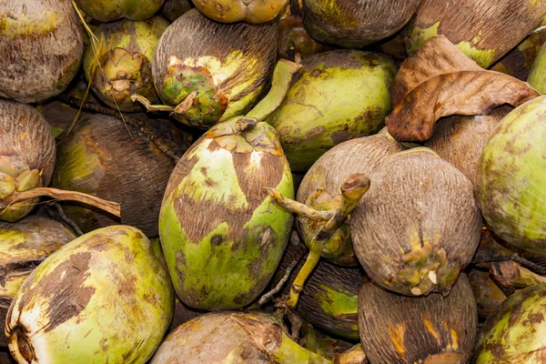 Reife frische Kokosnüsse — Stockfoto