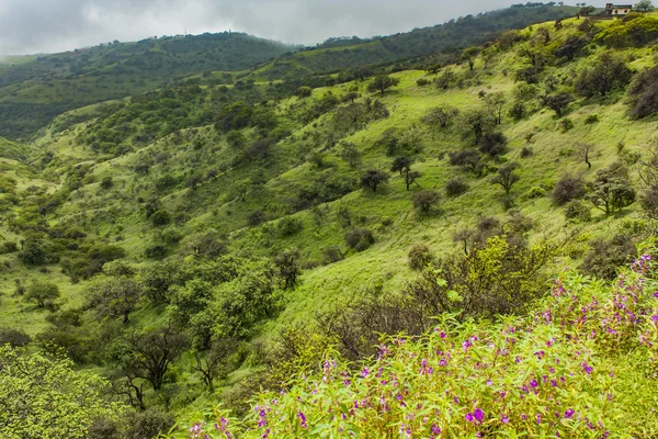 Salalah campos cênicos — Fotografia de Stock