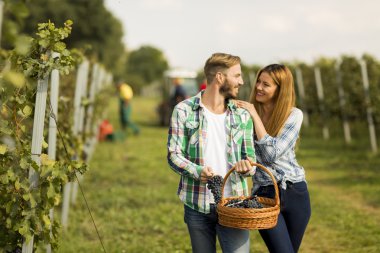 Çift bağ üzüm hasat