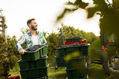 Üzüm bağında üzüm toplayan adam.