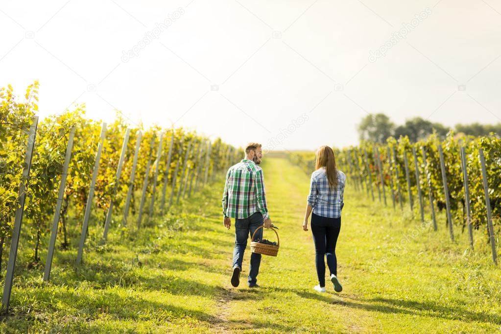 Couple harvesting grapes in vineyard