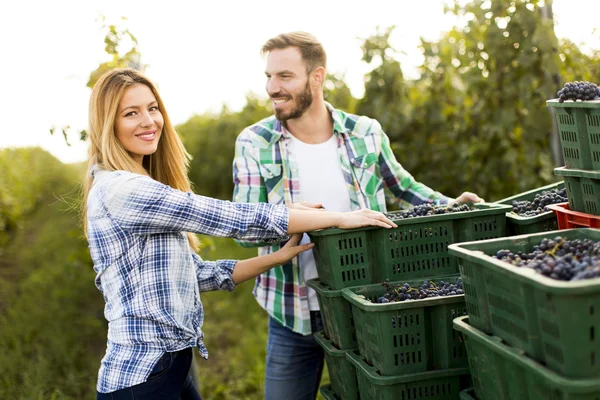 Grape harvesting in vineyard — Stock Photo, Image