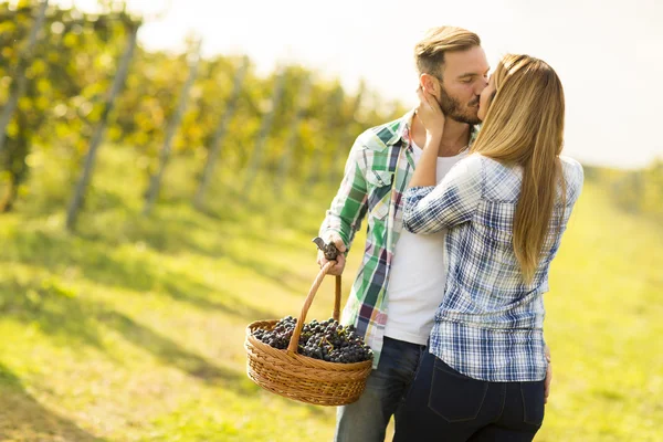 对夫妇收获葡萄园的葡萄 — 图库照片