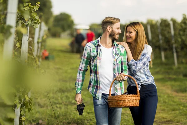 Pár sklizeň hroznů ve vinici — Stock fotografie