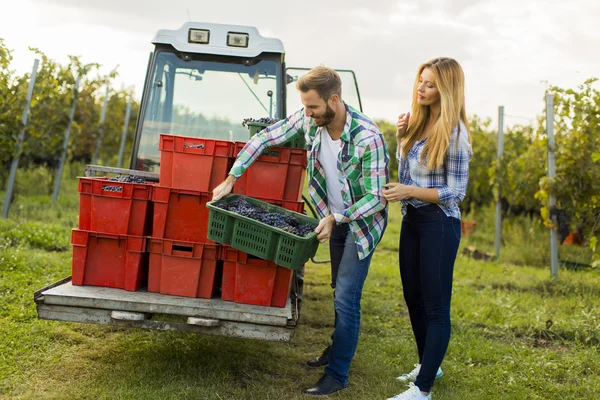 Drueinnhøsting i vingård – stockfoto