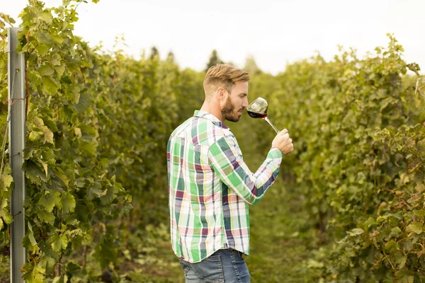 Jonge wijnmaker in wijngaard — Stockfoto