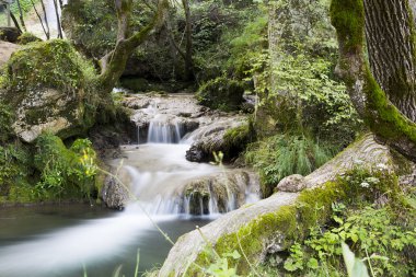 ormanda su cascade