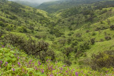 Salalah doğal alanlar