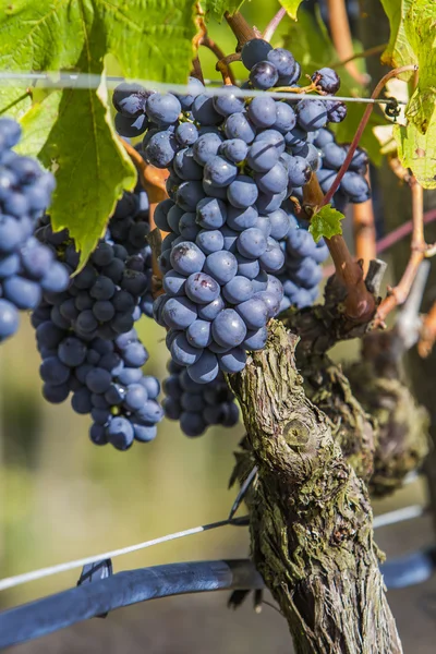 Sangiovese grapes in the Montalcino region — Stock Photo, Image