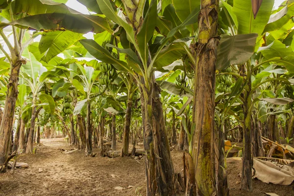 Zöld banán ültetvény — Stock Fotó