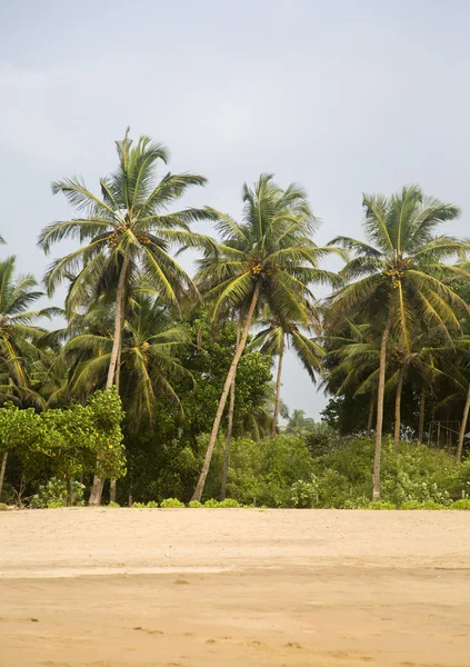Palmen am Strand von Agagonda — Stockfoto