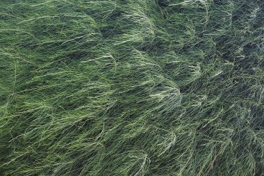 Yeşil bitkilerin doku