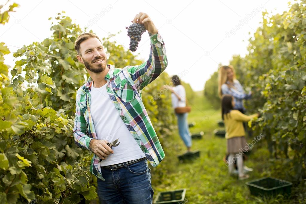 Young people in the vineyard