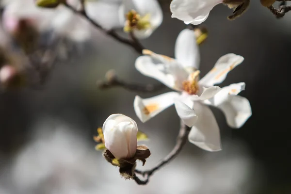 Magnolia stellata mekar — Stok Foto