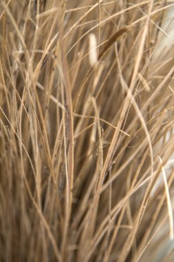 besom doku arka planı için