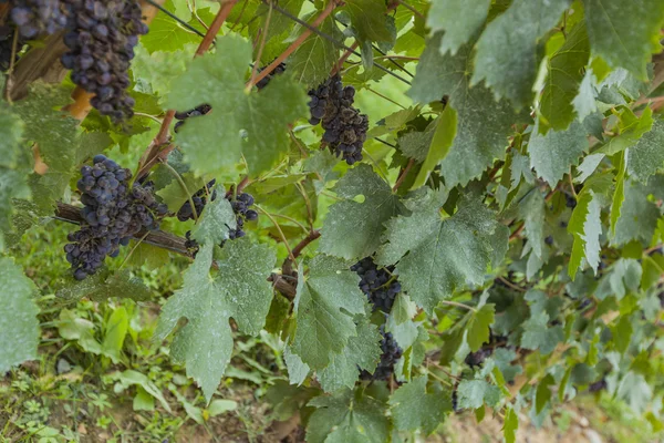 Sangiovese grapes in the Montalcino region — Stock Photo, Image