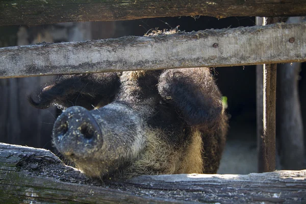 Pig's snout in fence — Stock Photo, Image