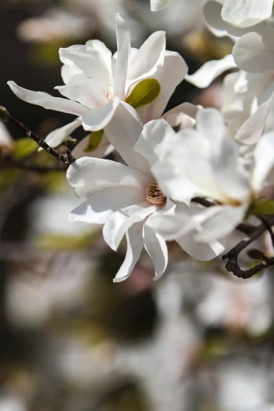 Magnolia stellata in bloom — Stock Photo, Image