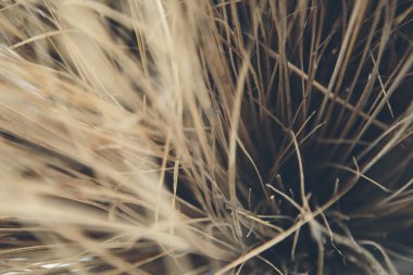 besom doku arka planı için