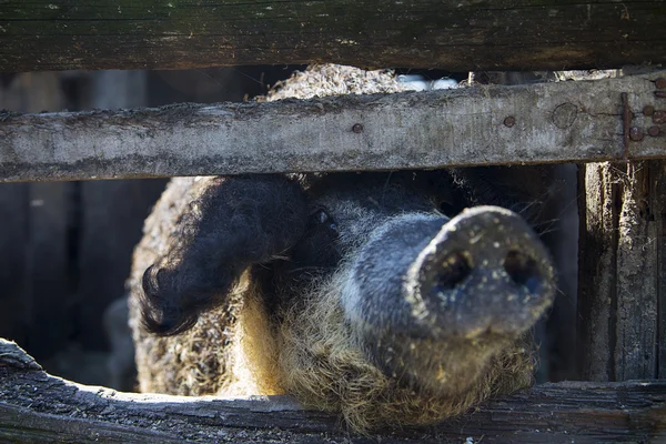 Pig's snout in fence — Stock Photo, Image
