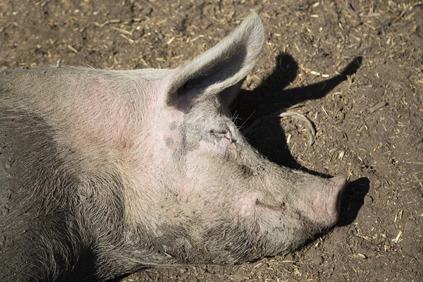 Cabeça de um porco que está deitado — Fotografia de Stock
