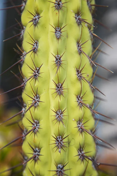 Dikenli kaktüs bitki — Stok fotoğraf