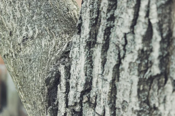 Baumrindenstruktur — Stockfoto