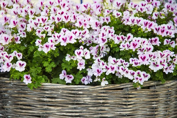 Flores brilhantes na cesta — Fotografia de Stock